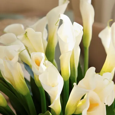 Sani Dunes Отель